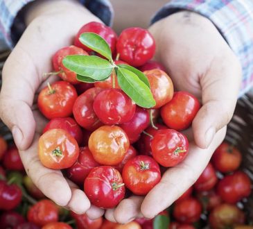 What is acerola?